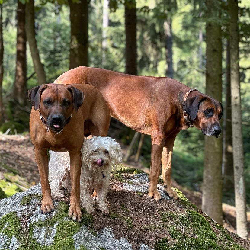 The Noble Tradition of the Hunting Dog