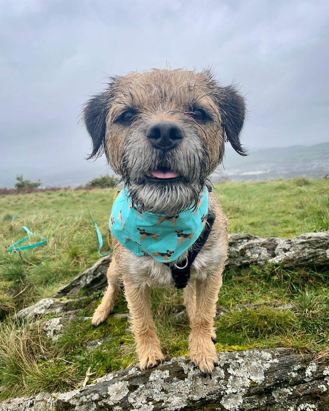 The Bright and Energetic World of Border Terriers